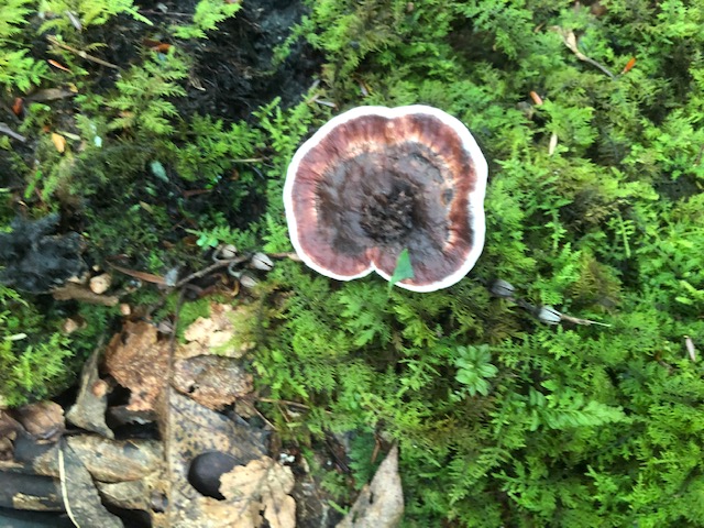 mushrooms 1