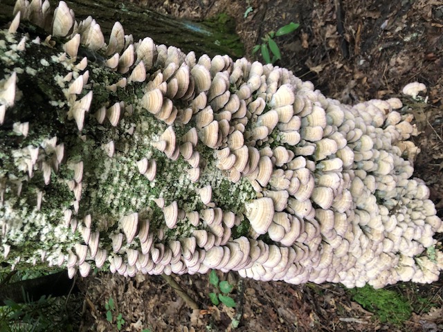 mushrooms 5